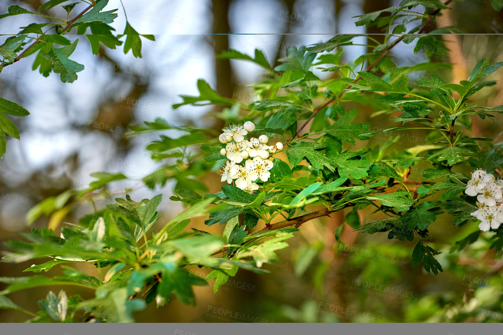 Buy stock photo Nature in the Kingdom of Denmark