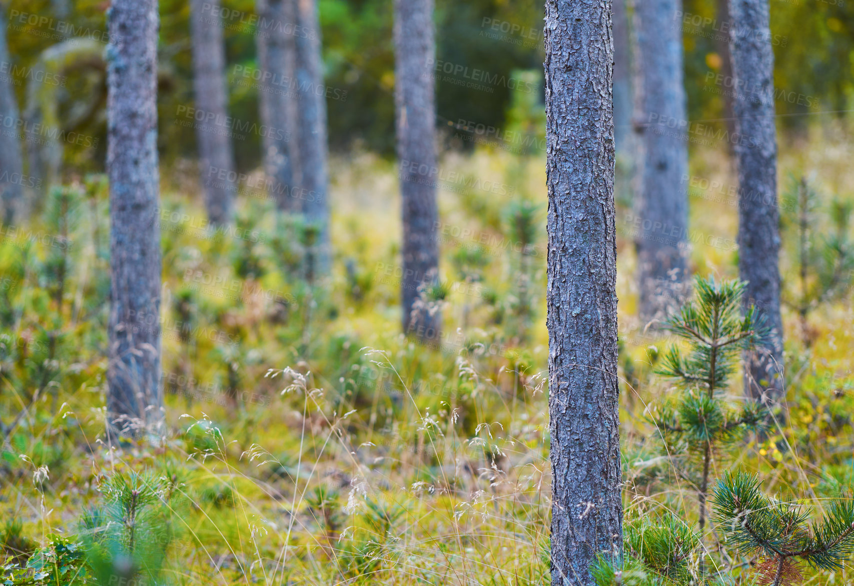 Buy stock photo Nature in the Kingdom of Denmark