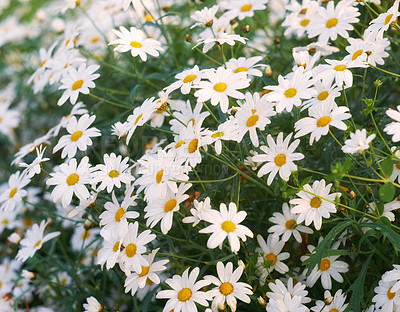 Buy stock photo Nature in the Kingdom of Denmark