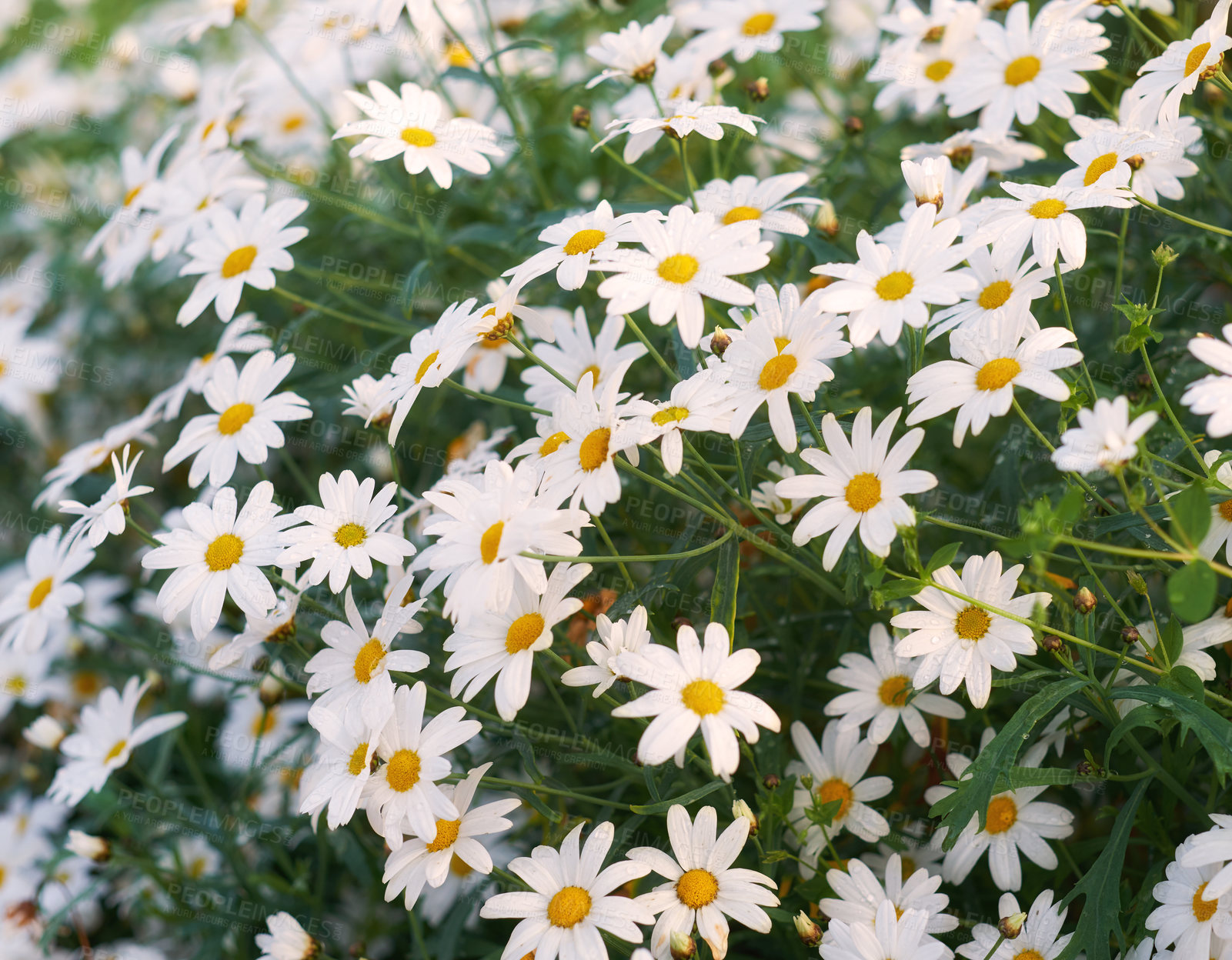 Buy stock photo Nature in the Kingdom of Denmark