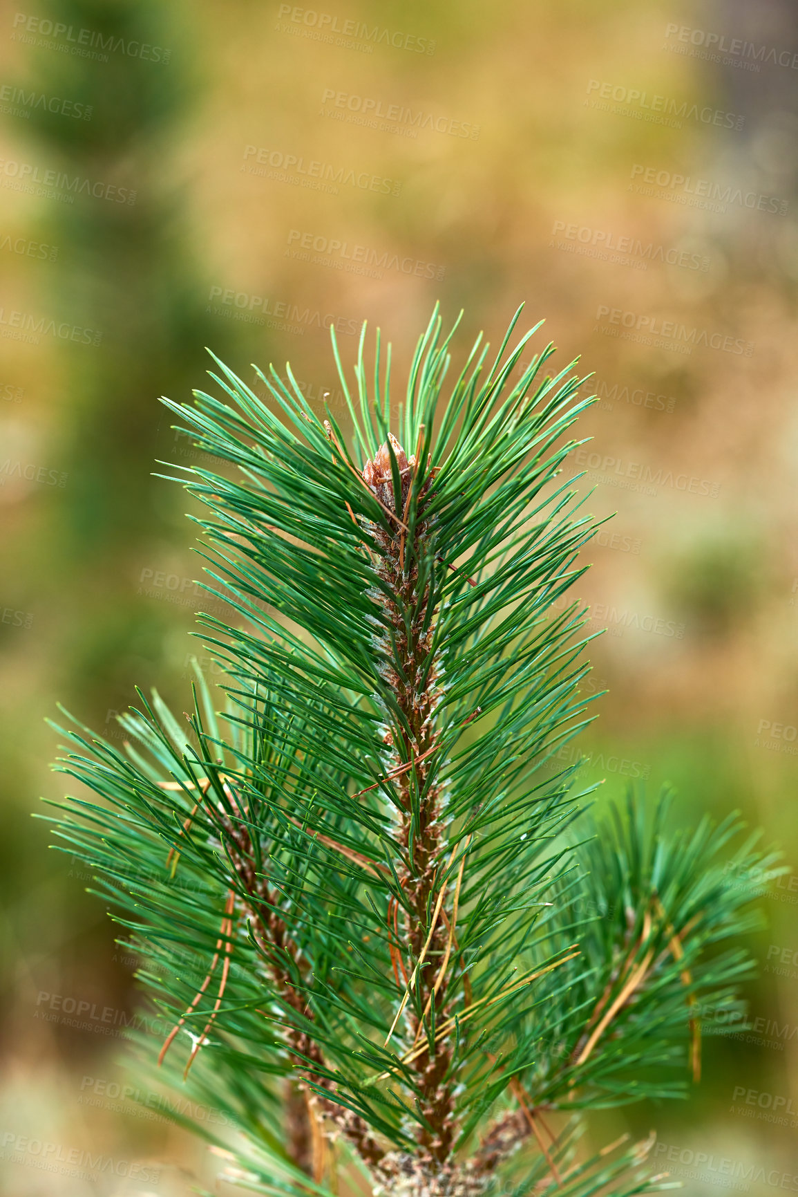 Buy stock photo Nature in the Kingdom of Denmark