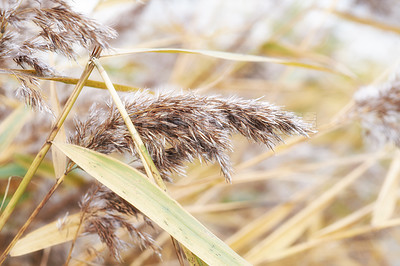 Buy stock photo Wheat, plants and crops in nature countryside of agriculture, cultivation and rice production. Field, farming leaves and grain growth for natural environment, sustainable and food harvest in Denmark 