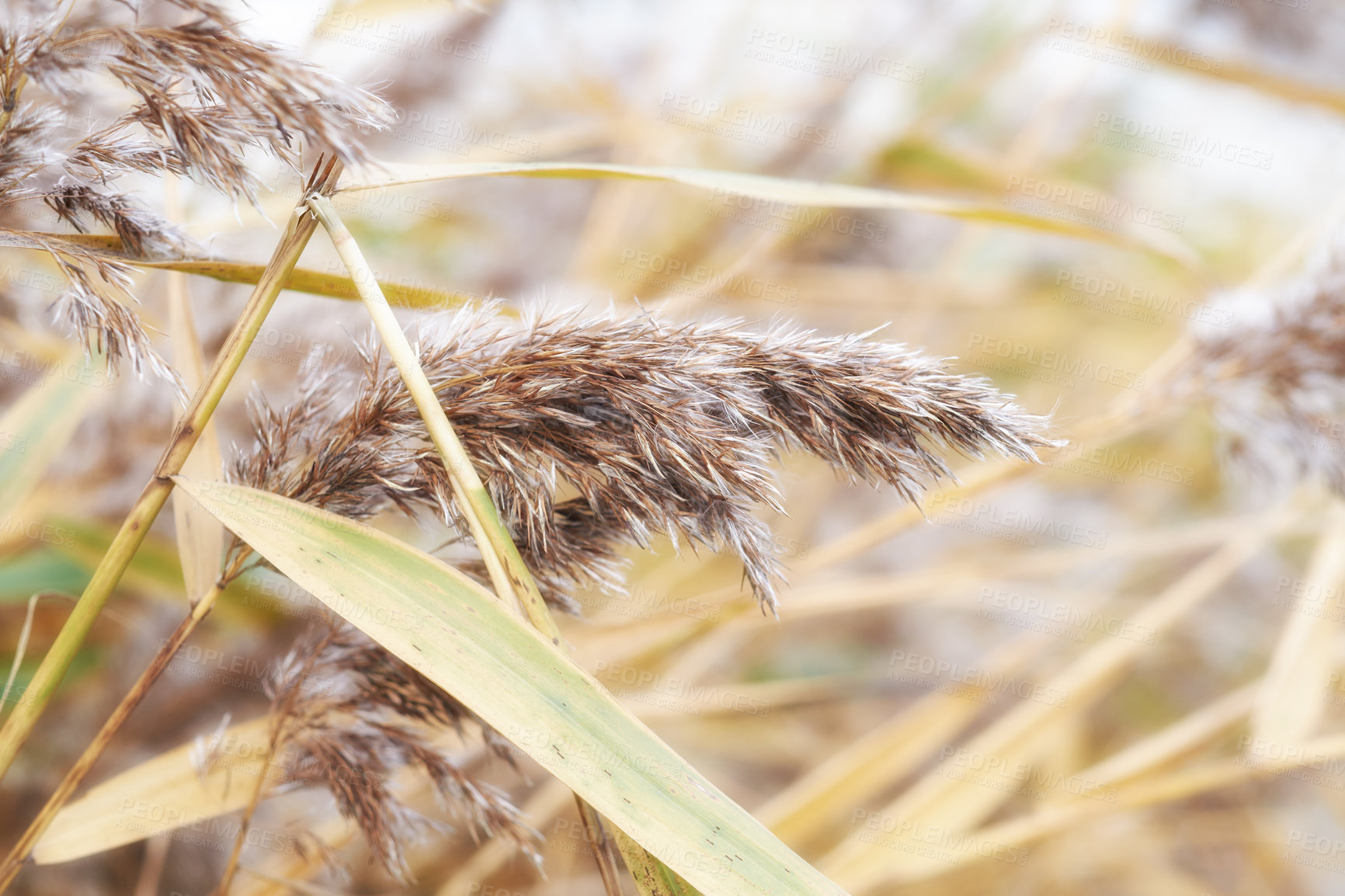 Buy stock photo Wheat, plants and crops in nature countryside of agriculture, cultivation and rice production. Field, farming leaves and grain growth for natural environment, sustainable and food harvest in Denmark 