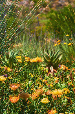 Buy stock photo Grass, wilderness and flower in nature outdoor with native shrubs, sustainable environment and biodiversity. Colourful, plants and natural habitat, ecology benefits and pollin reproduction in Denmark