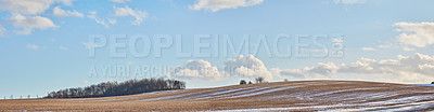 Buy stock photo Wheat, plants and crops in countryside hill for agriculture, cultivation and rice production. Banner, farming and grain growth with natural environment, sustainable and food harvest in Denmark valley