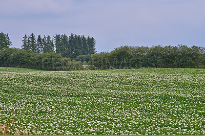 Buy stock photo Nature forest, field and environment with blue sky, countryside and green land and tree in peace , calm and trees. Ecology, outdoor and plant in grass, flower and zen in spring with plants growth