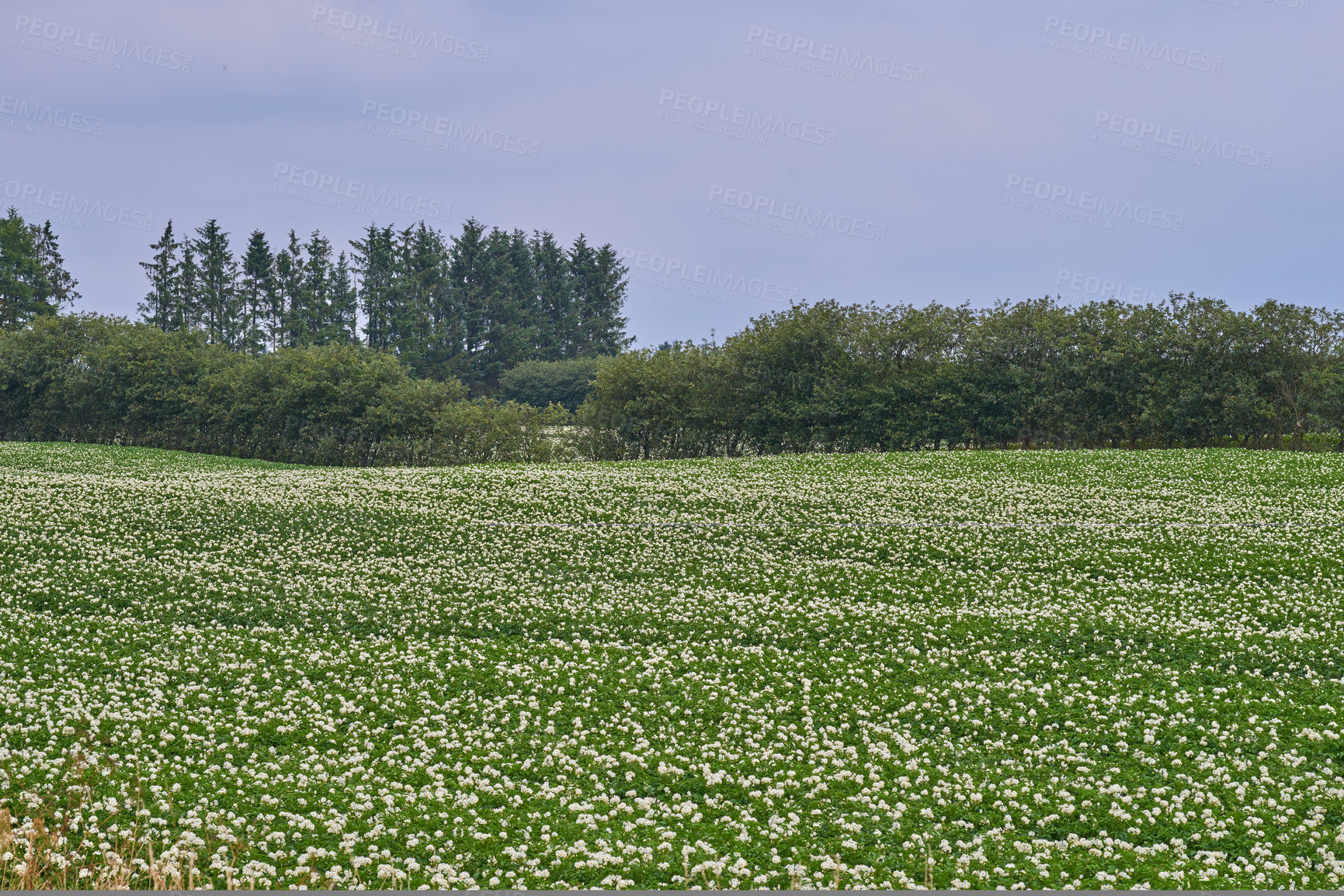 Buy stock photo Nature forest, field and environment with blue sky, countryside and green land and tree in peace , calm and trees. Ecology, outdoor and plant in grass, flower and zen in spring with plants growth