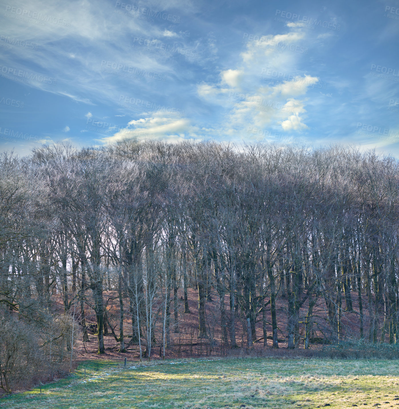 Buy stock photo Landscape, jungle and trees in nature, empty and eco friendly with carbon sequestration and outdoor. Travel, plants and sustainability for holiday in environment, adventure and peace in Denmark
