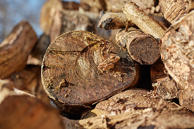 Buy stock photo Wood, pile and fungus on lumber for growth, sustainable business and deforestation awareness. Logs, stack and outdoor in nature with texture, habitat destruction and firewood in Denmark environment