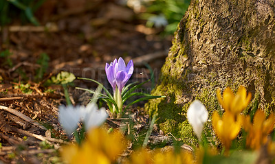 Buy stock photo Outdoor, flower or nature with crocus vernus for spring season or climate change in forest wilderness. Environment, growth or purple plants by tree in woods countryside for ecology or agro ecosystem