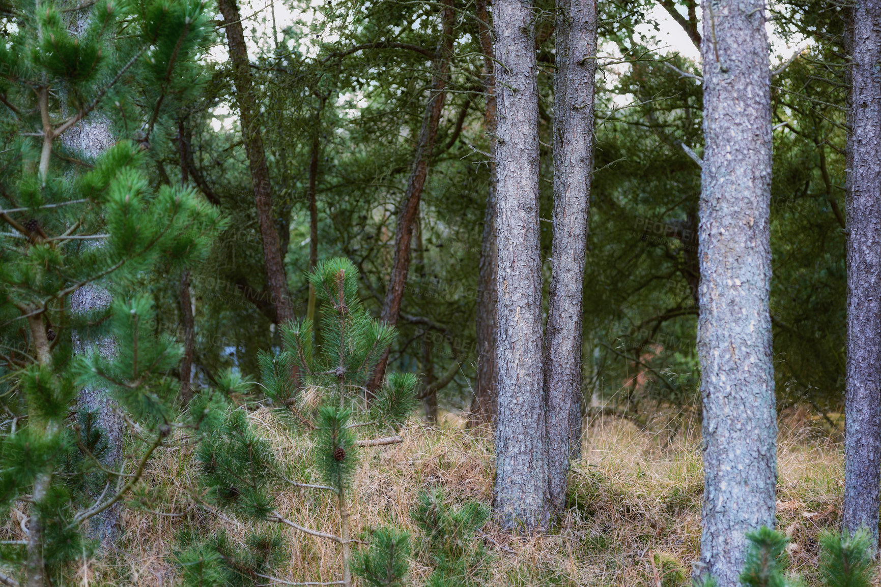 Buy stock photo Nature in the Kingdom of Denmark