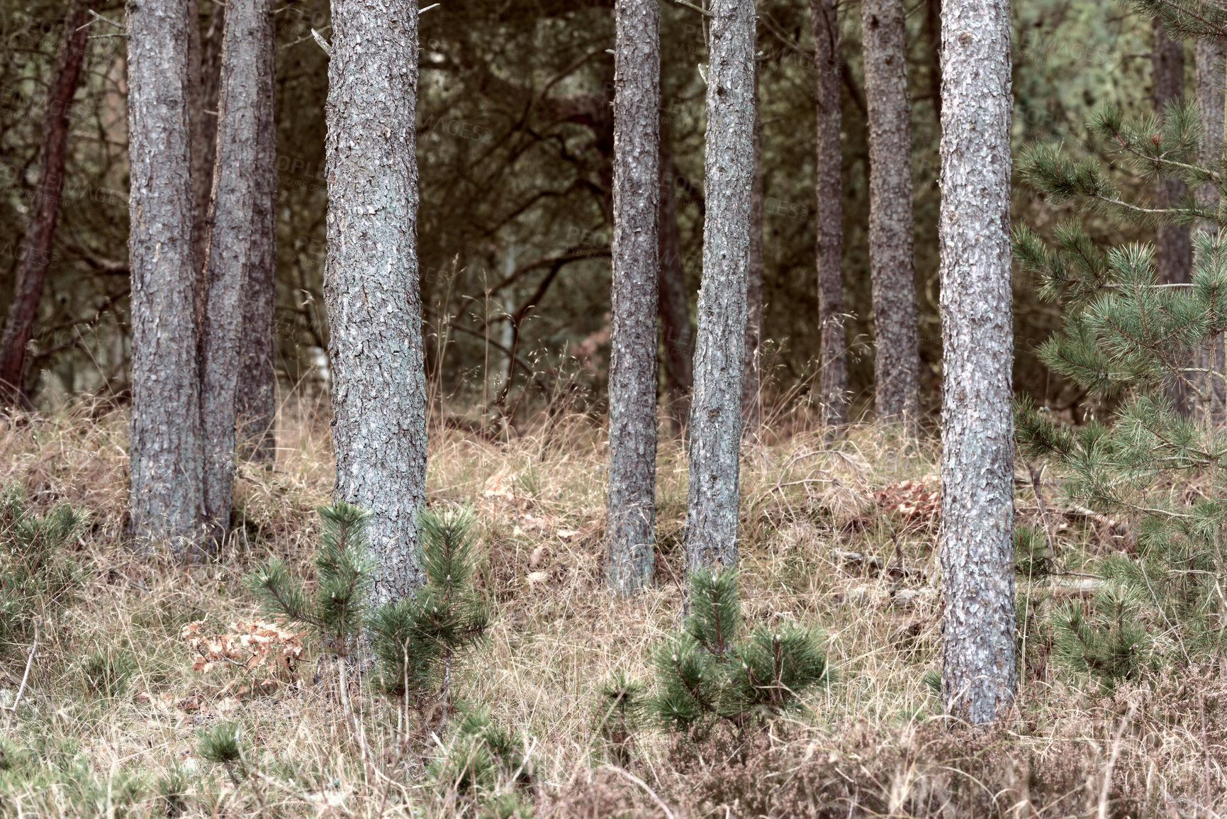 Buy stock photo Nature in the Kingdom of Denmark