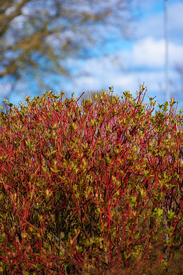 Buy stock photo Nature in the Kingdom of Denmark