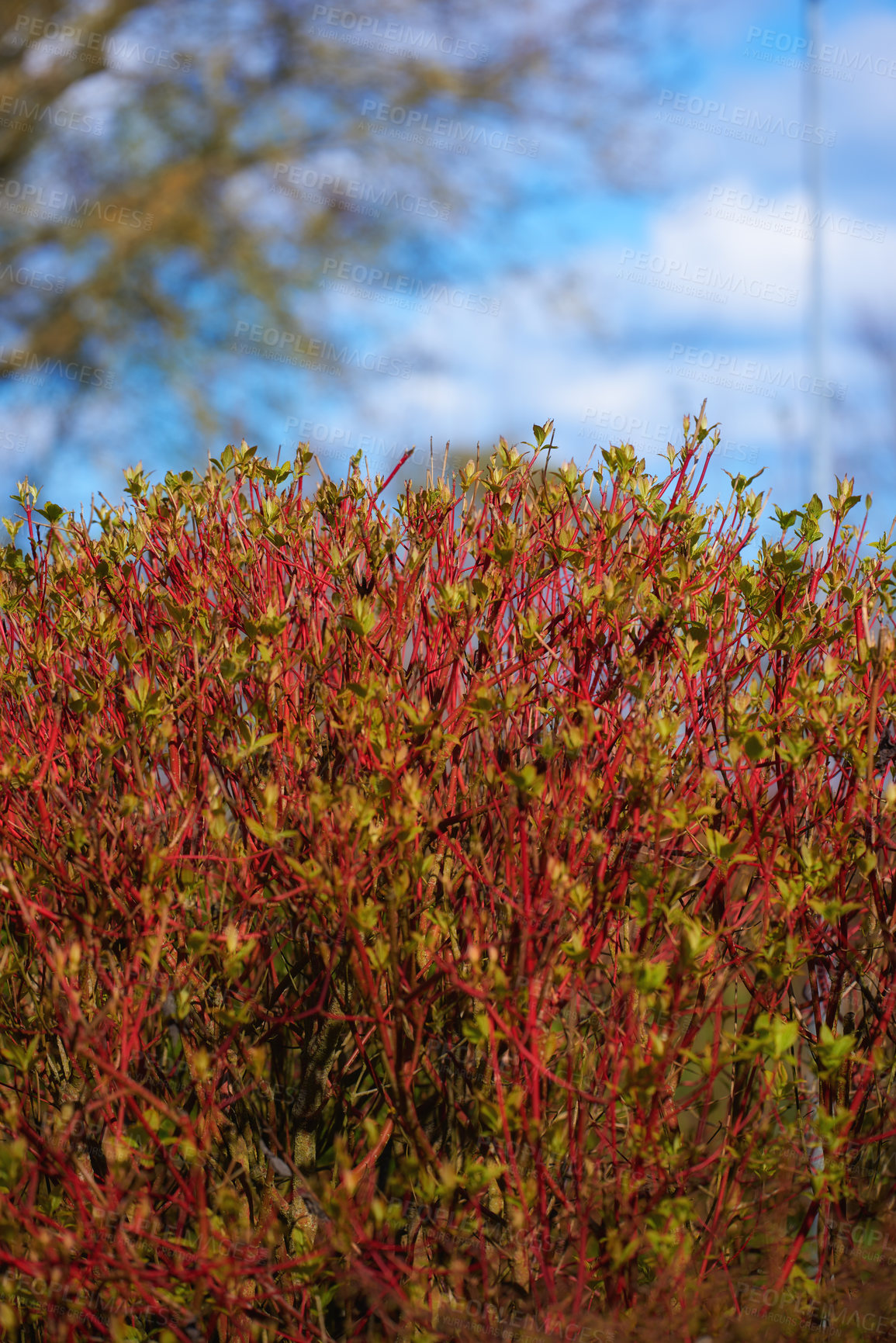 Buy stock photo Nature in the Kingdom of Denmark