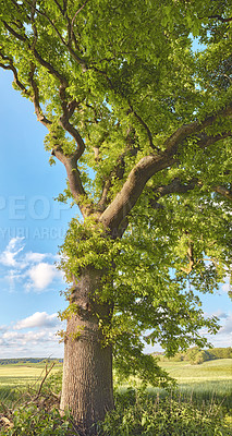 Buy stock photo Nature in the Kingdom of Denmark