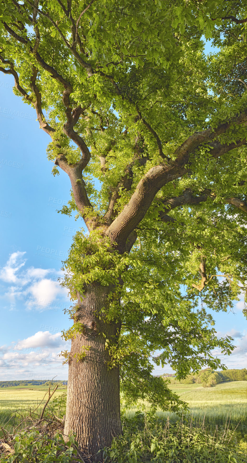 Buy stock photo Nature in the Kingdom of Denmark