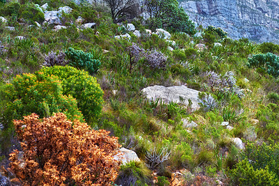 Buy stock photo Lush mountainside with indigenous South African fynbos plants and boulders. Low angle of a scenic mountain landscape on Table Mountain. Remote hiking location and tourist destination in nature