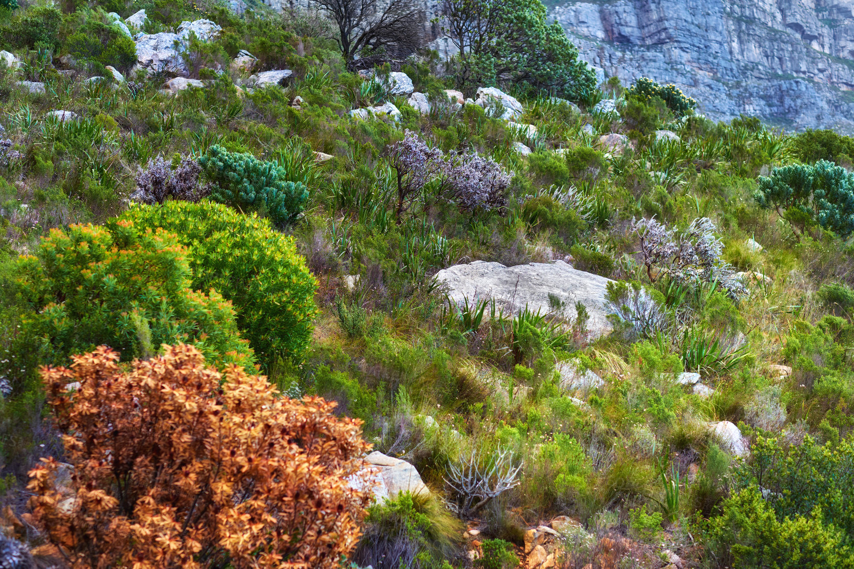 Buy stock photo Lush mountainside with indigenous South African fynbos plants and boulders. Low angle of a scenic mountain landscape on Table Mountain. Remote hiking location and tourist destination in nature