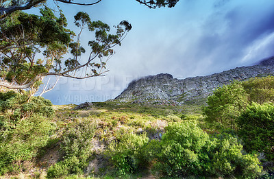 Buy stock photo Copy space with scenic landscape of cloudy sky covering the peak of Table Mountain in Cape Town on a misty morning from below. Beautiful views of plants and trees around an iconic natural landmark