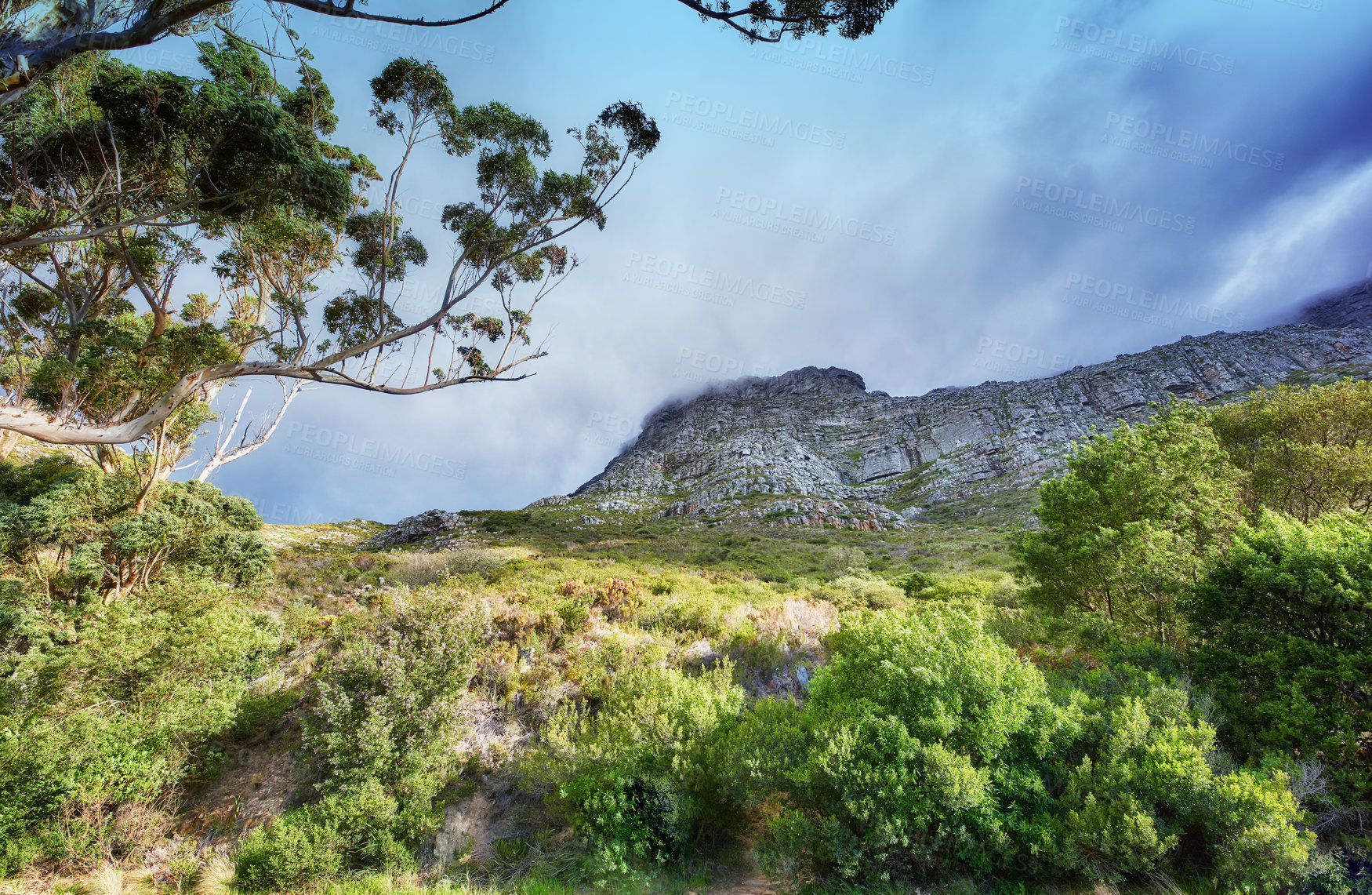 Buy stock photo Copy space with scenic landscape of cloudy sky covering the peak of Table Mountain in Cape Town on a misty morning from below. Beautiful views of plants and trees around an iconic natural landmark
