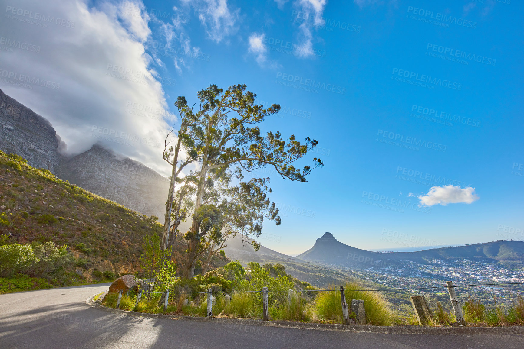 Buy stock photo Landscape of a scenic road on a mountainside near an uncultivated woodland on Table Mountain, Cape Town. Forest of tall trees growing on a slope in South Africa, overlooking the natural scenery