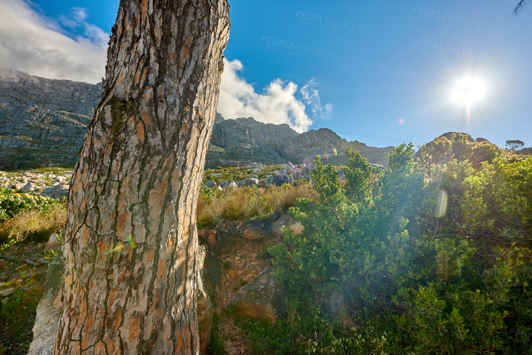 Buy stock photo Beautiful landscape of Table Mountain Cape Town, Western Cape. Bright sunlight over lush green plants and trees outdoors in nature. Sun shining over vibrant foliage on a summer day