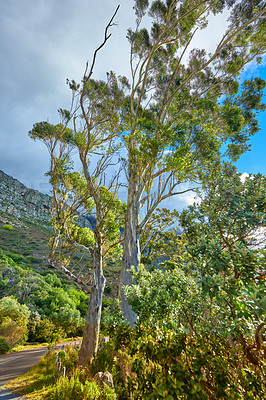 Buy stock photo Empty hiking spot in a mountain forest with copy space. Tall green trees in nature with lots of bushes and a path through the wilderness on Table Mountain National Park, Cape Town, South Africa