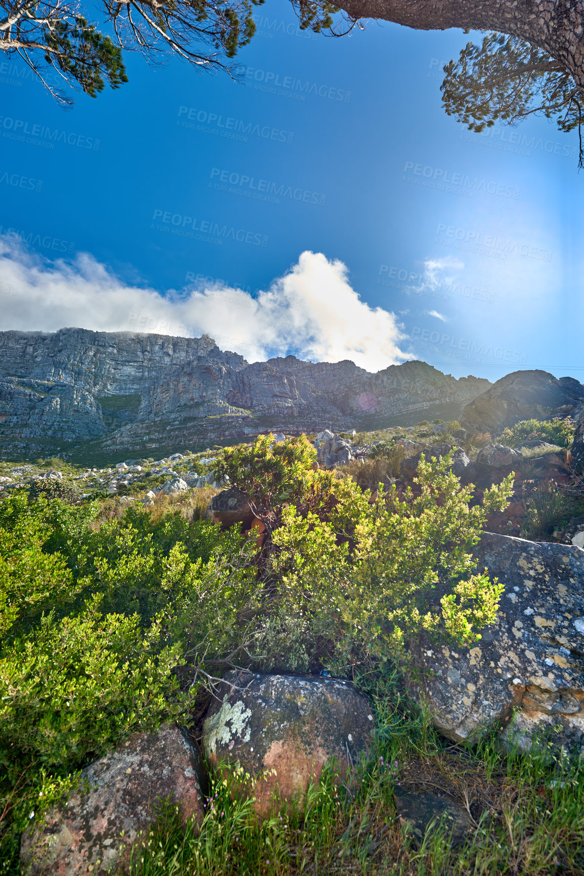 Buy stock photo Copy space with landscape of Table Mountain in Cape Town against a cloudy blue sky background from below. Beautiful scenic views of plants and trees around an iconic natural landmark on a sunny day 