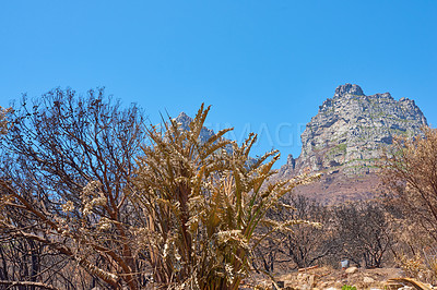Buy stock photo Twelve Apostles at Table Mountain in Cape Town against a clear blue sky background from below. Panoramic view of plants and shrubs growing around a majestic rocky valley and scenic landmark in nature