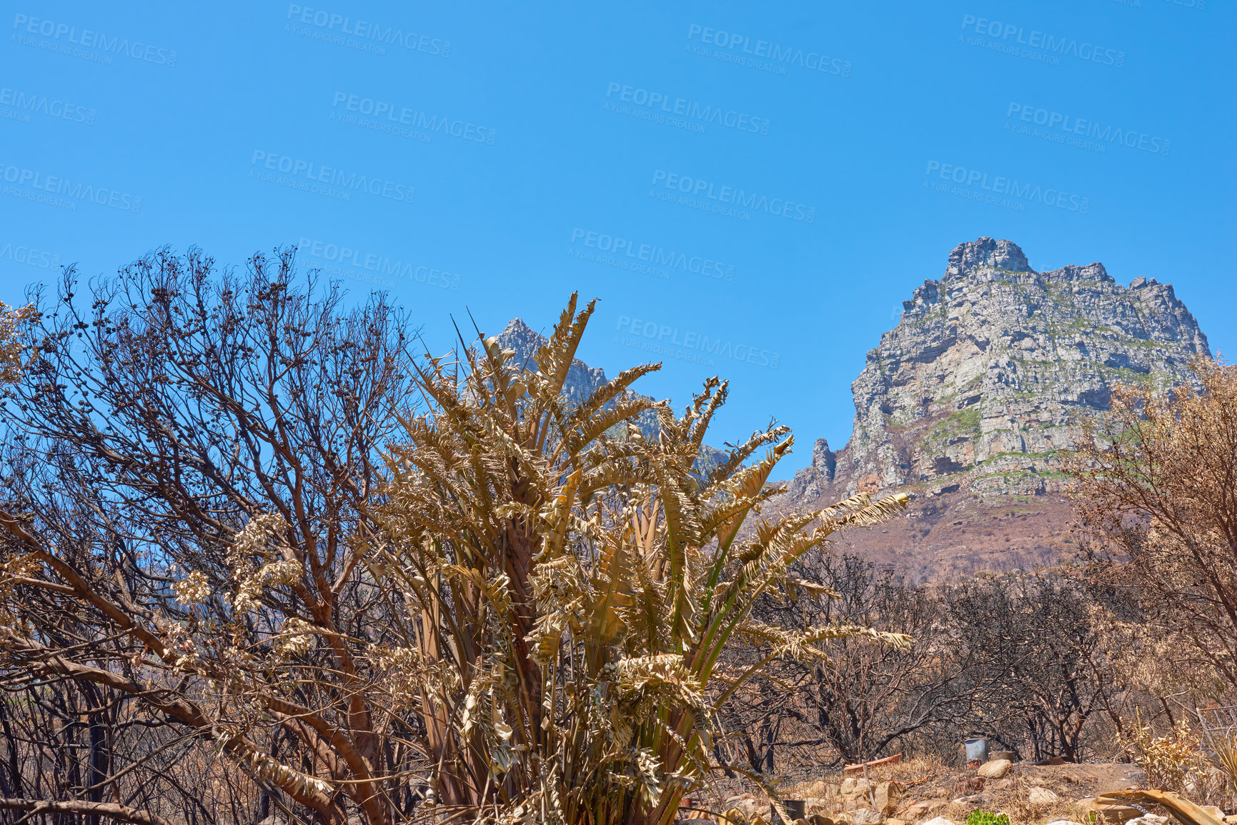 Buy stock photo Twelve Apostles at Table Mountain in Cape Town against a clear blue sky background from below. Panoramic view of plants and shrubs growing around a majestic rocky valley and scenic landmark in nature