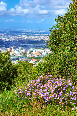Buy stock photo Purple flowers and lush grass on a trail with a beautiful cityscape from the top of Table Mountain in Cape Town, South Africa. Beautiful landscape scenery of greenery on adventure walk through nature