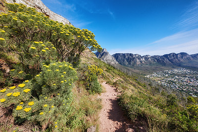 Buy stock photo Mountain hiking trail leading through fernleaf yarrow flowers or achillea filipendulina growing on Table Mountain, South Africa. Green flora bush or plants in peaceful, serene and wild nature reserve