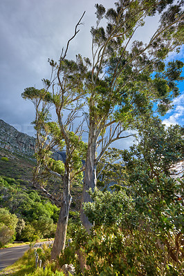 Buy stock photo Beautiful trees and green bushes in nature with Table Mountain National Park in background. Landscape of secluded hiking trail on a cloudy spring day outside in relaxing eco friendly environment