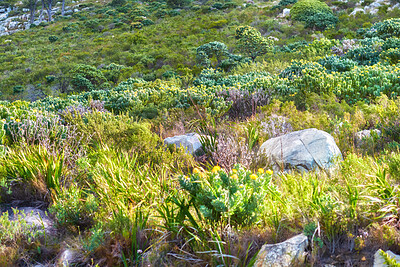 Buy stock photo Closeup view of beautiful colorful nature on mountain. Rocky, grassy and bushy terrain, discover the natural beauty of the outdoors. Group of different plants and leaves on a sunny day.