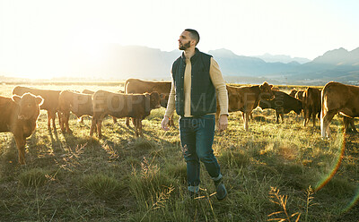 Buy stock photo Farming, agriculture and man on farm with cattle eating grass on field. Agro, livestock and male small business farmer thinking of cows for meat, milk or diary production on countryside land outdoors