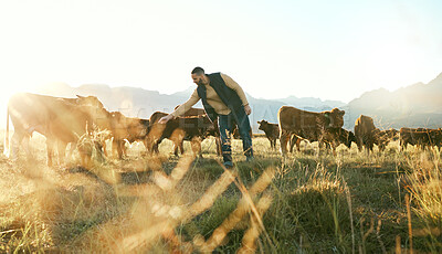 Buy stock photo Farm animal, cows and cattle farmer outdoor in countryside to care, feed and raise animals on grass field for sustainable farming. Man in beef industry while working with livestock in nature in Texas