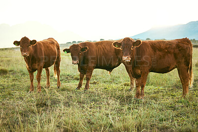 Buy stock photo Group of cows, green grass or countryside field environment, sustainability field or agriculture Brazilian farm. Cattle, herd or bovine animals in dairy production, beef meat sales or food industry
