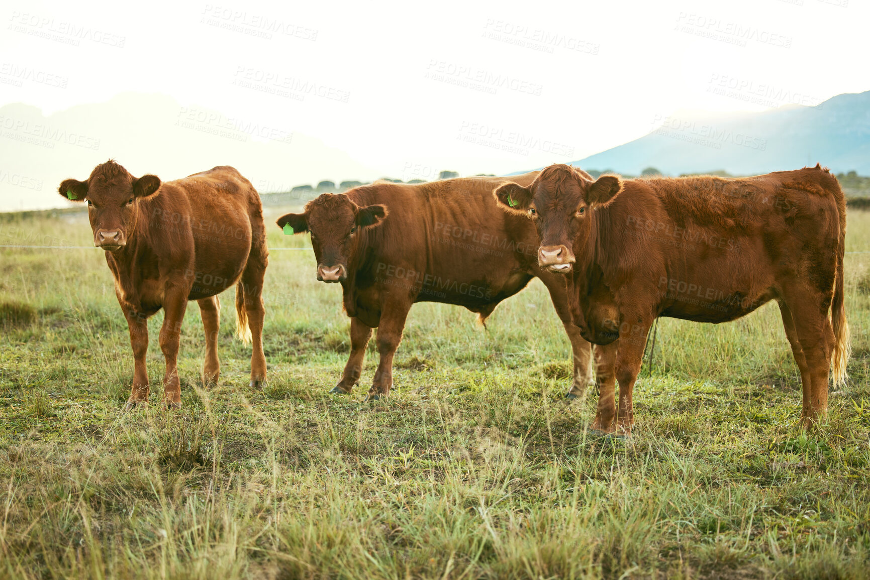 Buy stock photo Group of cows, green grass or countryside field environment, sustainability field or agriculture Brazilian farm. Cattle, herd or bovine animals in dairy production, beef meat sales or food industry