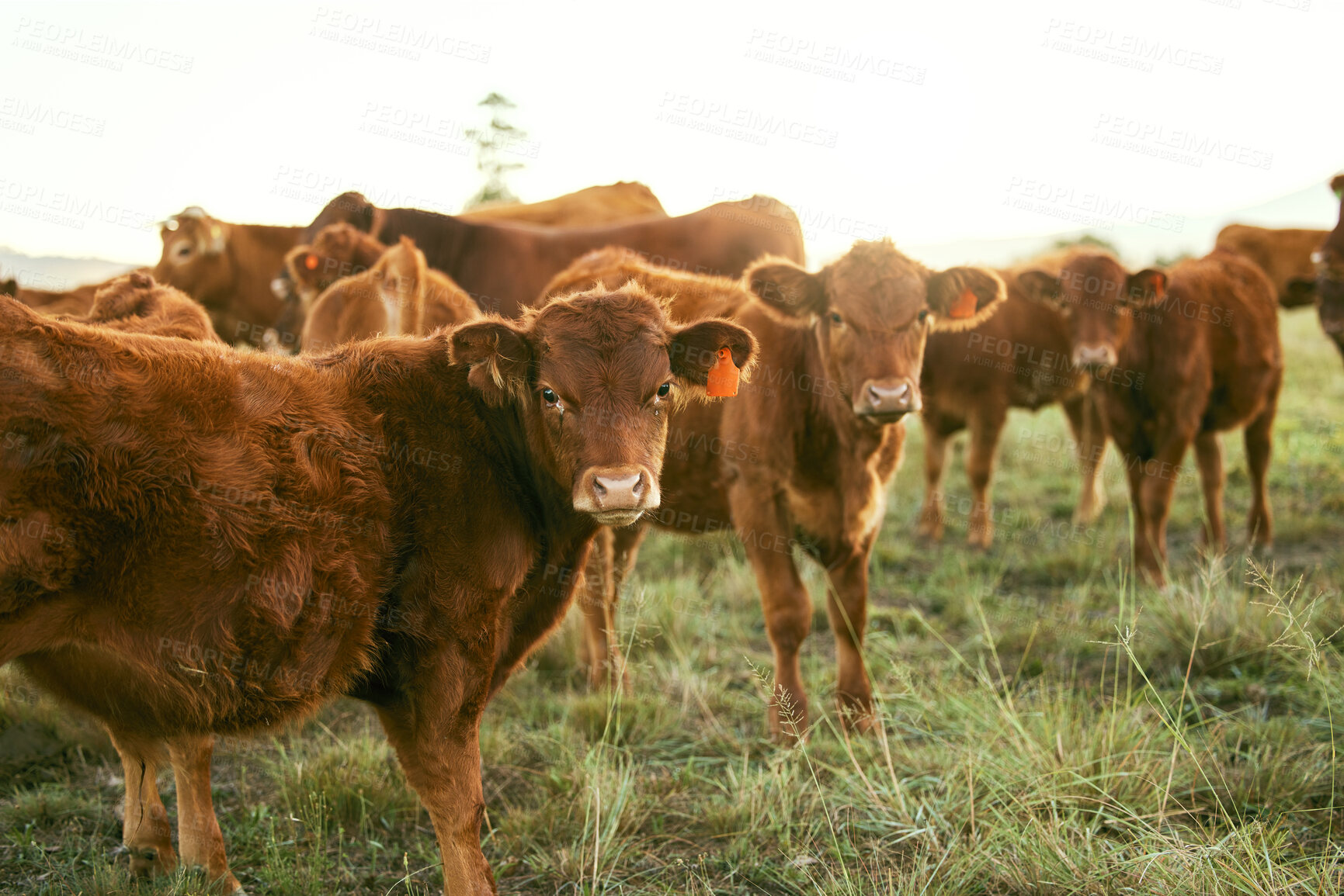 Buy stock photo Cow, agriculture and animal on farm, countryside and cattle farming with organic beef, milk and meat industry. Field, grass fed and livestock with sustainability and food, agribusiness and natural.