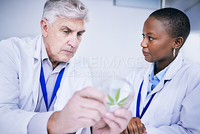 Buy stock photo Weed, petri dish and scientist people for research, growth analysis and cannabis medicine solution, advice and study. Training, science and medical mentor, woman or student for cbd test in laboratory