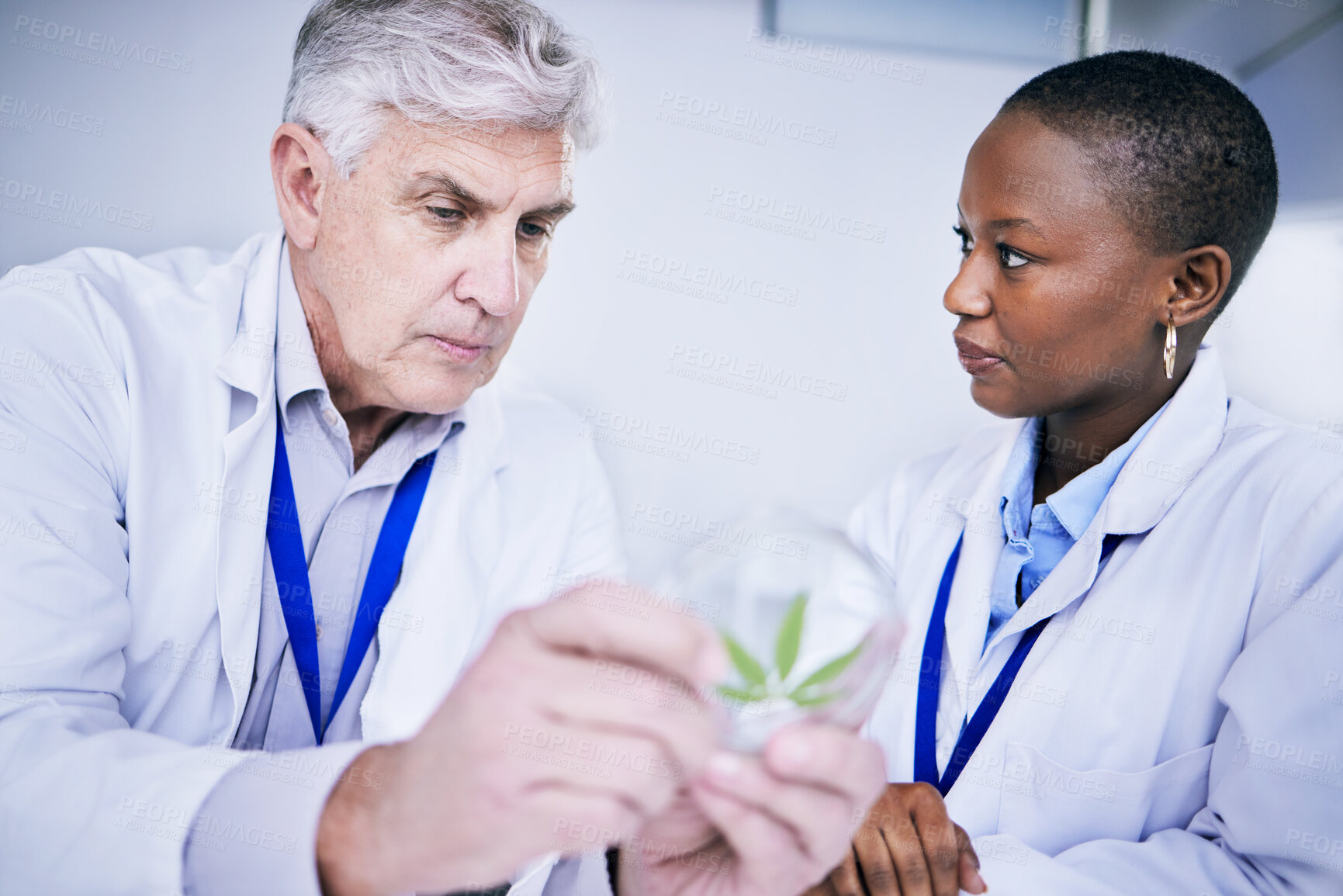 Buy stock photo Weed, petri dish and scientist people for research, growth analysis and cannabis medicine solution, advice and study. Training, science and medical mentor, woman or student for cbd test in laboratory