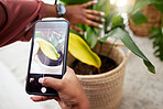 Woman with phone screen, photography app and plants in home, nature and gardening with future technology. Girl with cellphone, dry house plants problem and internet search for help with leaves care.