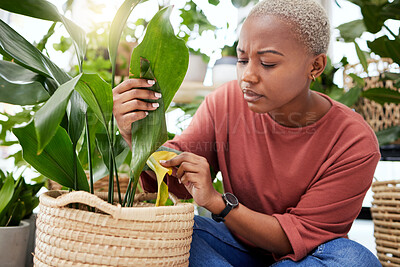 Buy stock photo Plant, worry and disease with black woman in small business for agriculture, quality assurance and gardening. Ecology, spring and inventory with person in nursery store for environment and retail