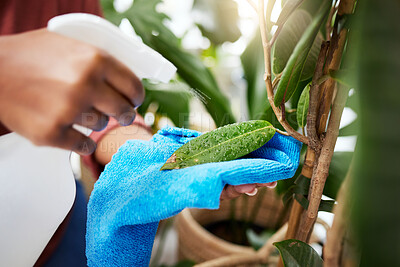 Buy stock photo Hand, plant and spray bottle with a woman cleaning leaves for disinfection while gardening in her home. Spring, sustainability and water with a female gardener in a house for hygiene or hydration