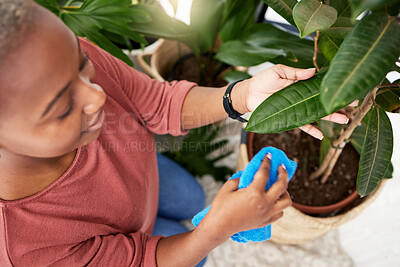 Buy stock photo Gardening, cleaning plants and a black woman wiping a leaf in her home for disinfection from above. Spring, care and growth with a young female gardener growing greenery in a house for sustainability