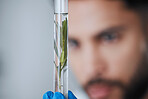 Science, test tube and man with plant sample in laboratory for research, biology and medicine development. Healthcare, agriculture and male scientist with leaf for medical analysis, growth and agro