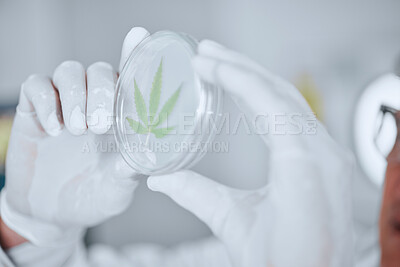 Buy stock photo Science, cannabis and hands with leaf in petri dish for research, biology and study medicine. Healthcare, agriculture and scientist with weed or marijuana for medical treatment, drugs and wellness