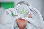 Science, cannabis plant and hands with leaf in petri dish for research, biology and study medicine. Healthcare, agriculture and scientist with weed or marijuana for medical treatment, drugs and cbd