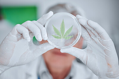 Buy stock photo Science, cannabis plant and hands with leaf in petri dish for research, biology and study medicine. Healthcare, agriculture and scientist with weed or marijuana for medical treatment, drugs and cbd