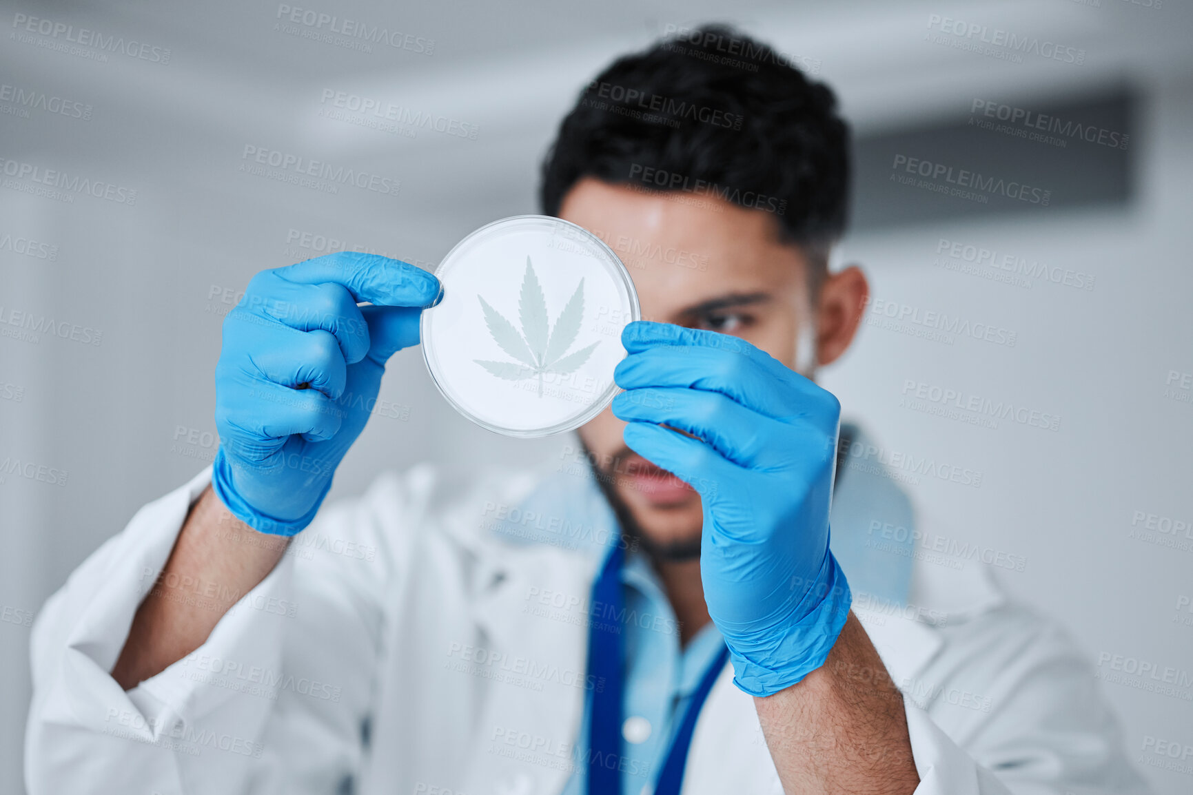 Buy stock photo Science, cannabis and man with leaf in petri dish for research, biology and study medicine. Healthcare, laboratory and scientist with weed or marijuana for medical treatment, drugs and agriculture